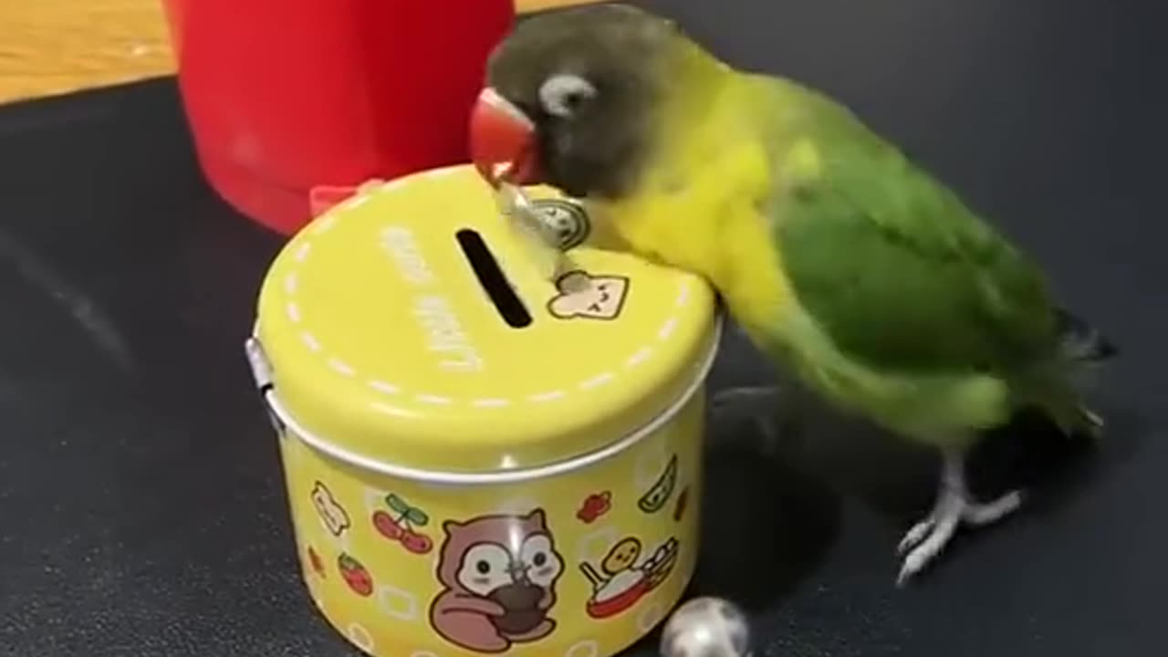 OMG Smart parrot🦜video