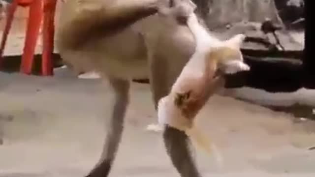 Monkey was unfair to this cat 🤣