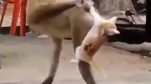 Monkey was unfair to this cat 🤣