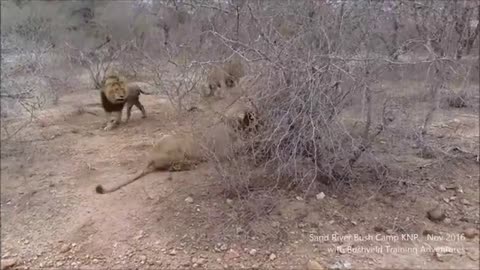 Male loin fighting