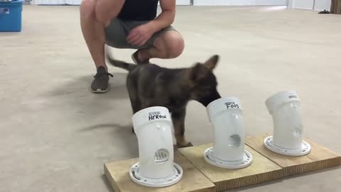 most cutest police puppy training