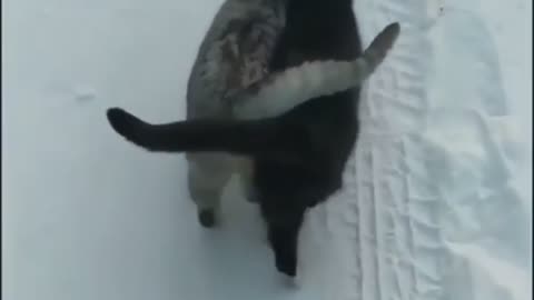 Cute cats deep friendship