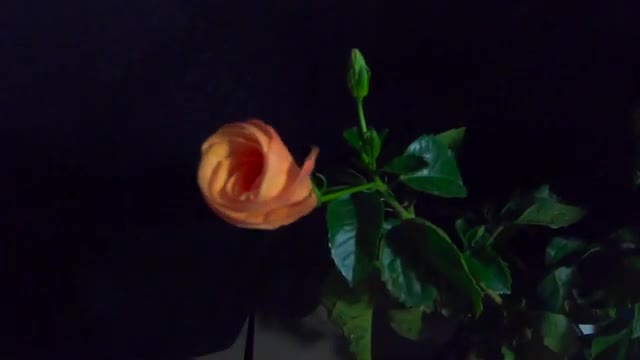 Yellow Orange Hibiscus Flower Blooming