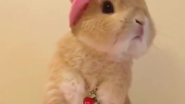 Home with cute pets