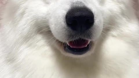 Samoyed jam