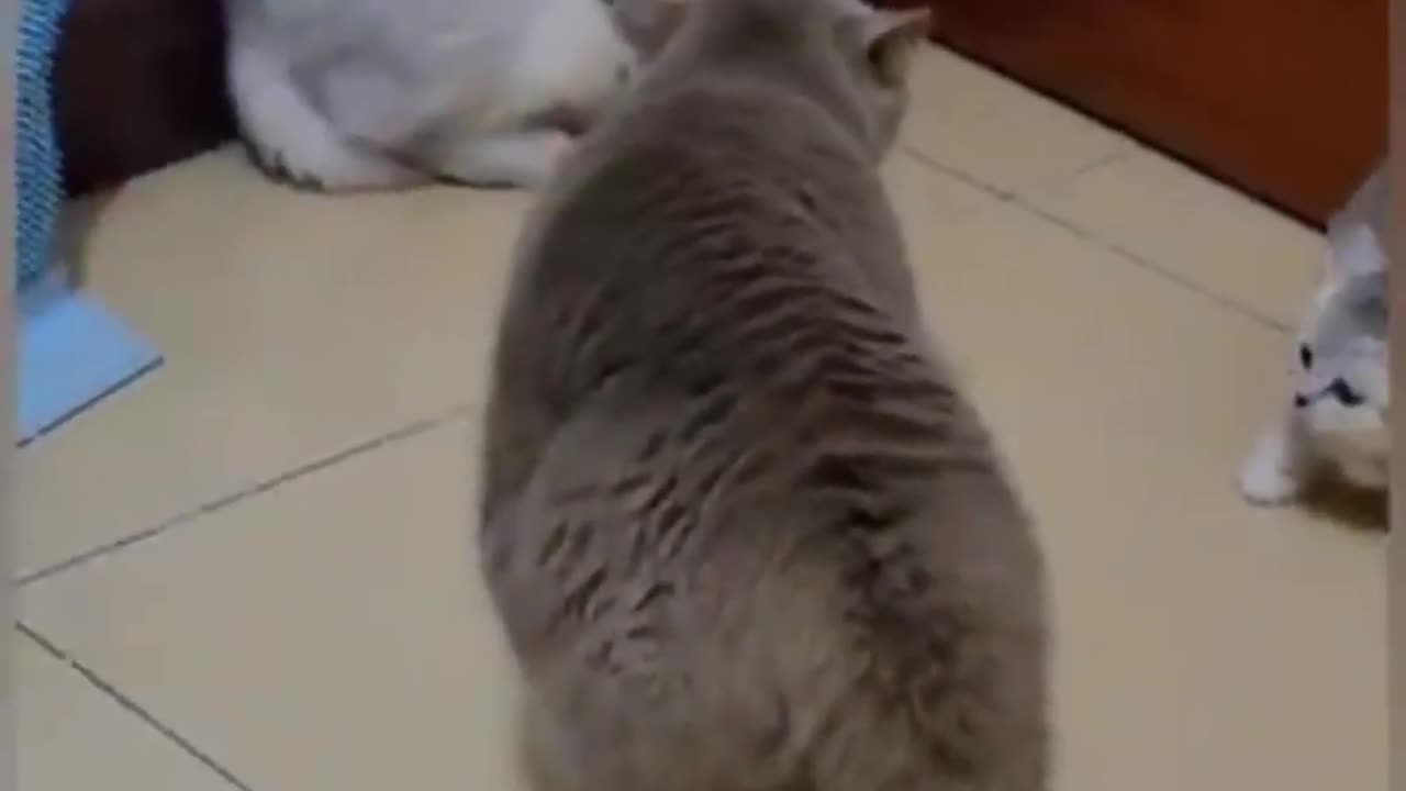 Cats funny short video viral short