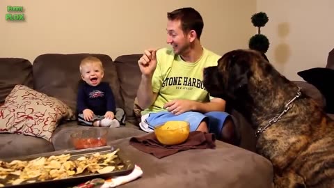 Funny Babies Laughing Hysterically at Dogs Compilation