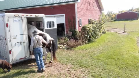 Tail Tug back off trailer 3 horses - 30 Sept 2022