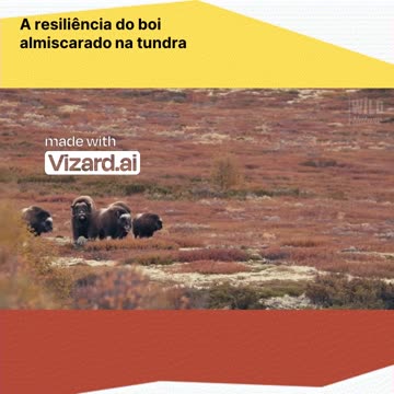 Descubra a força da vida no Ártico! 🐂❄️