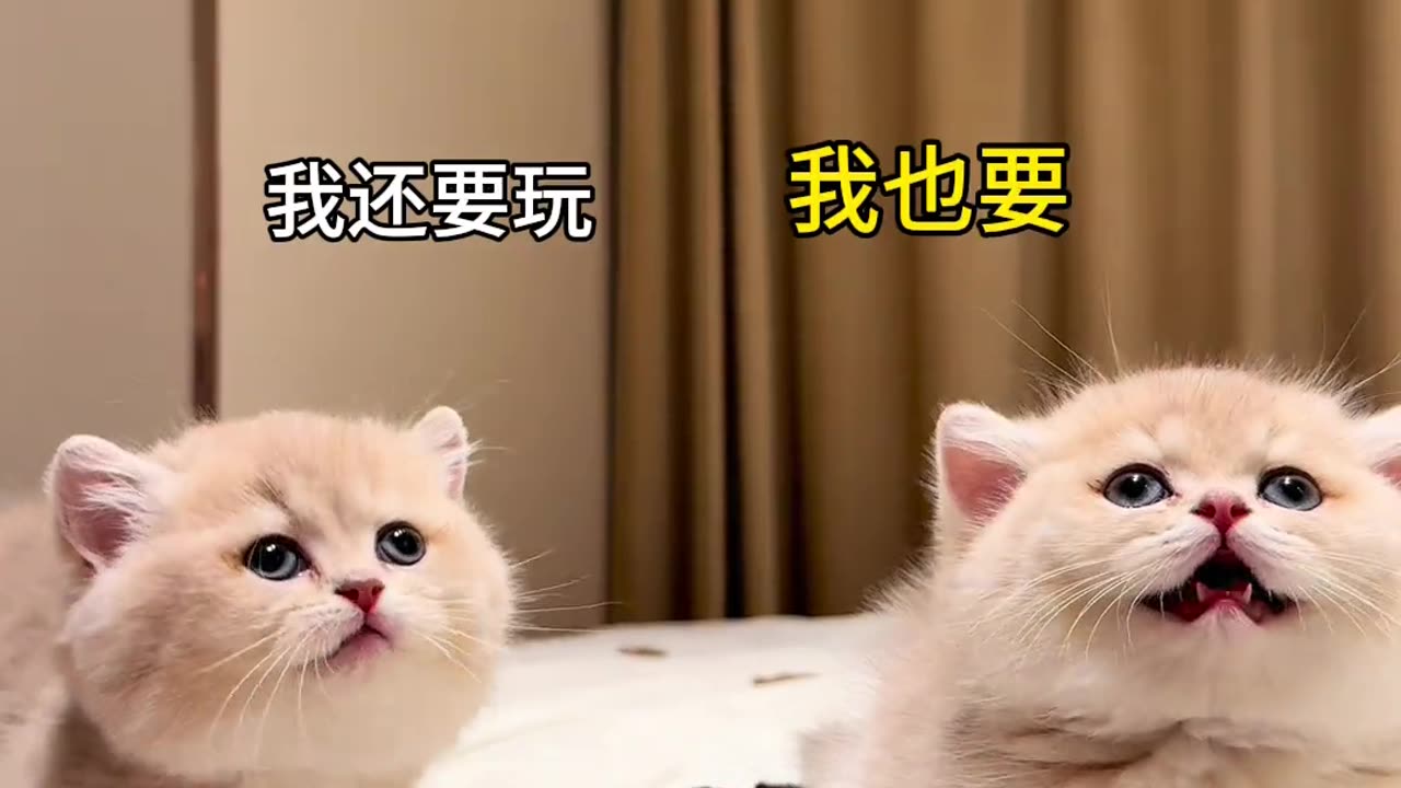 cat video funny