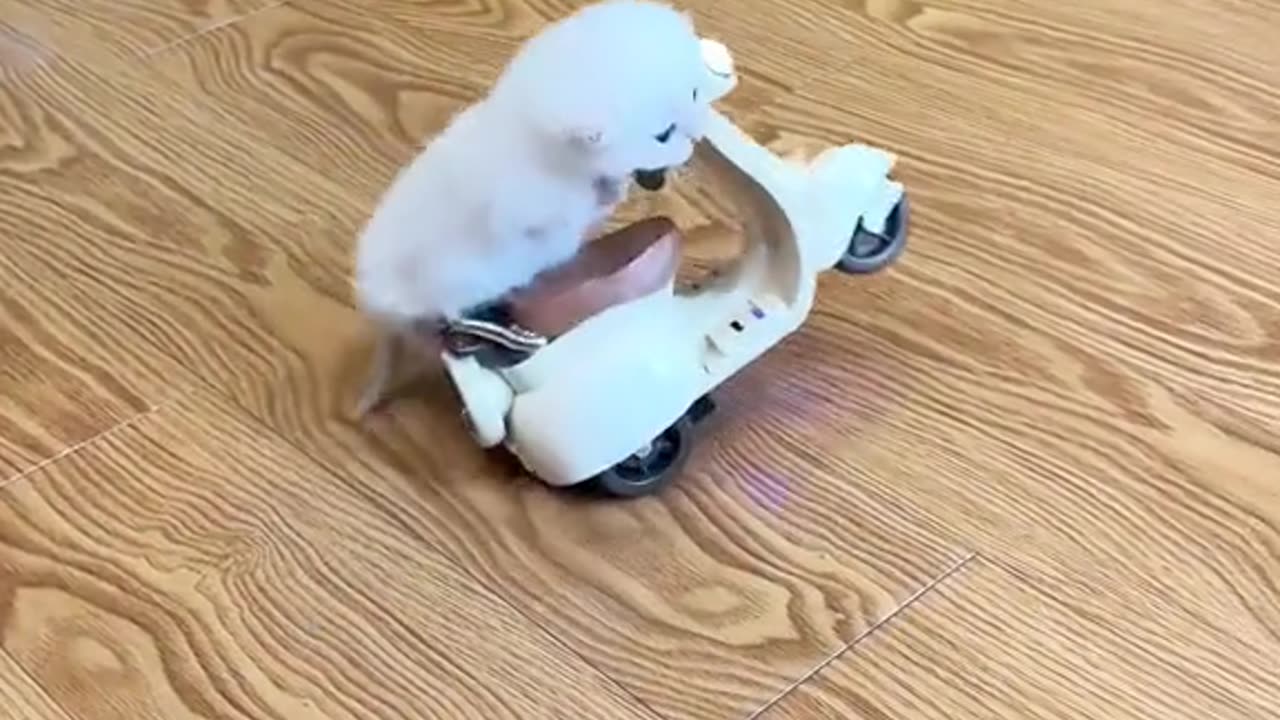 Cat Cuteness