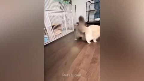 Funniest Dog Videos 🐶😹 - Funniest Animals 2023 _ Pets Island