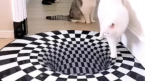 Cute Puppy and a Funny Animal video and a Dog Lover and Other Cute Animals video are available here.