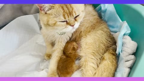 New Born kitten find out to her mother cat
