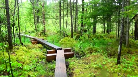 Bog Bridge