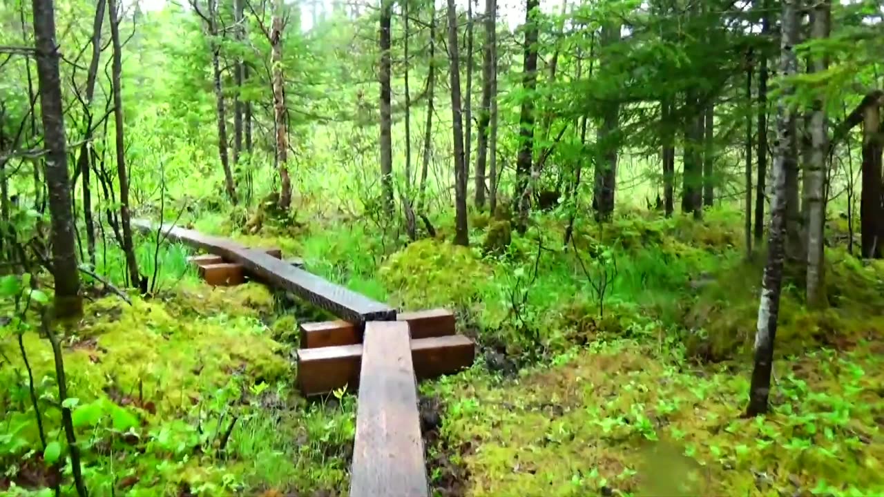 Bog Bridge