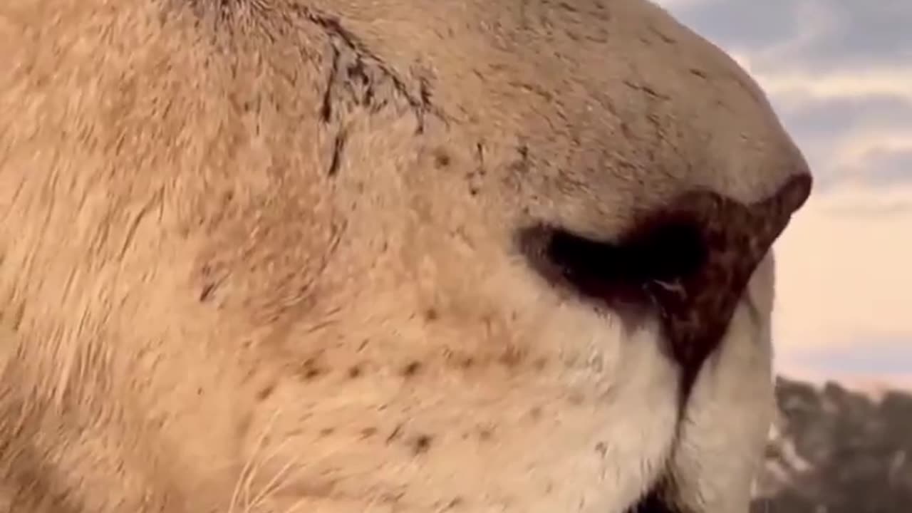 lion close up