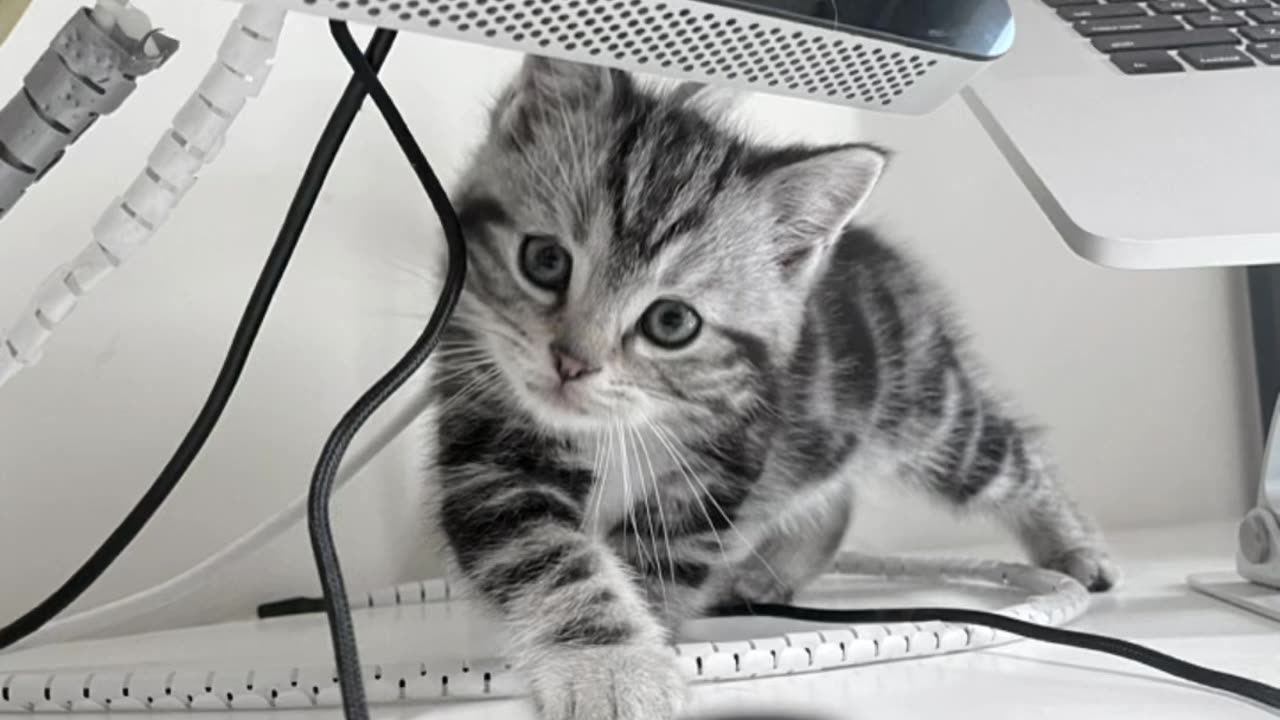 Home cat on my desktop