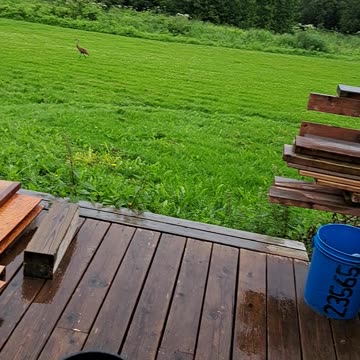 Sandhill Cranes in Homer, Alaska and God's blessing on us. July 19,2023