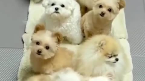 Cute dog video cute Pappy video