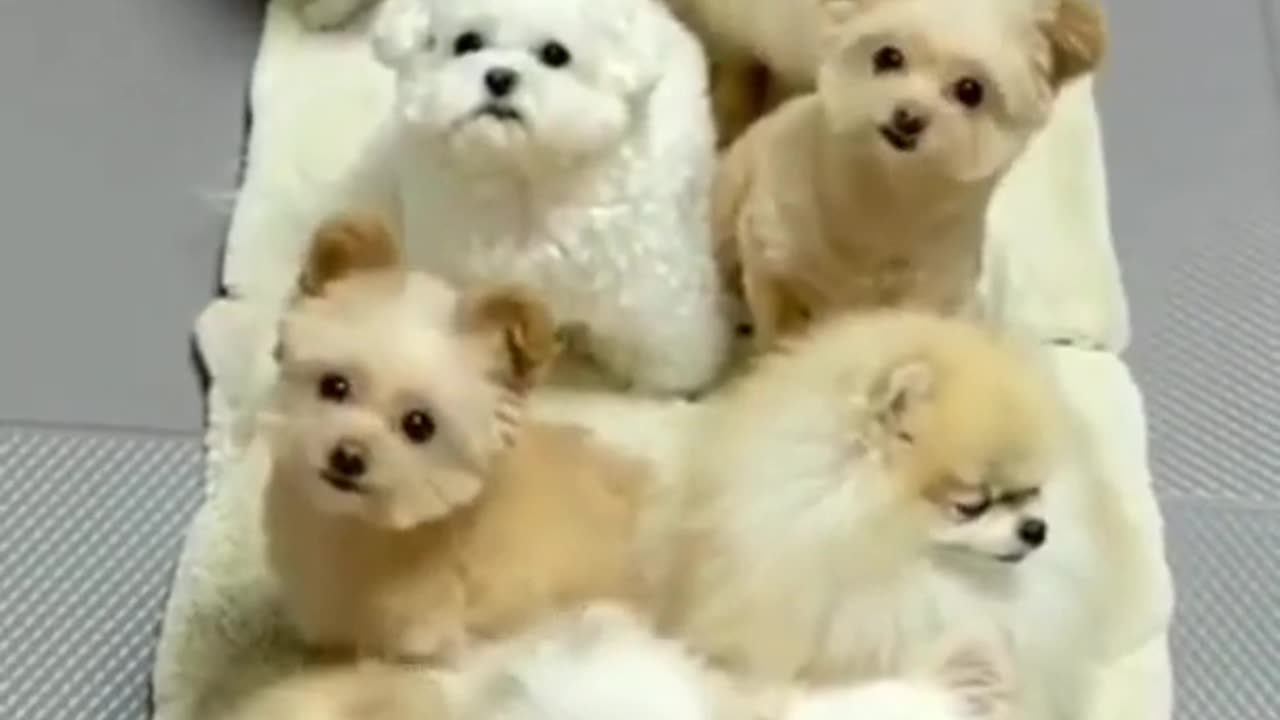 Cute dog video cute Pappy video