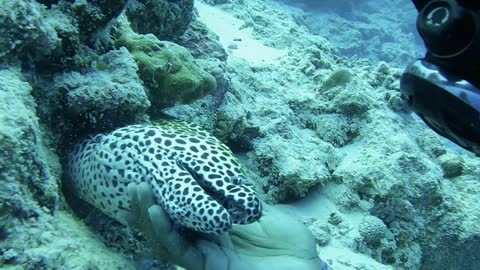 Eel Greets Diver in Maldives