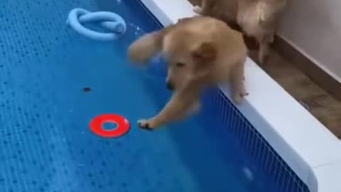 Cute dogs doing funny things