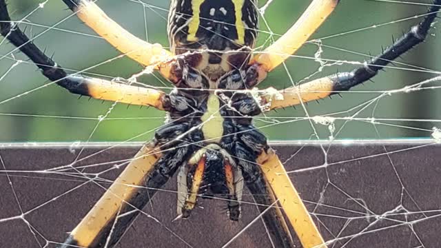 Golden Silk Orb Weaver Spiders With Their Prey #shorts