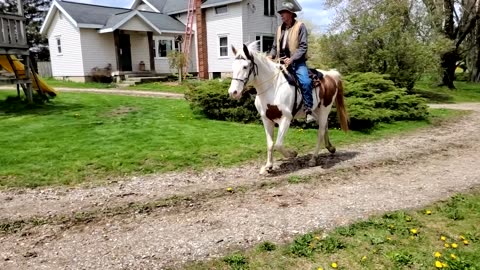 Fox Trot gait in Slow motion - 2 horses - Romeo & Hank