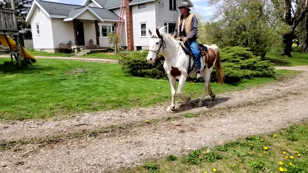 Fox Trot gait in Slow motion - 2 horses - Romeo & Hank