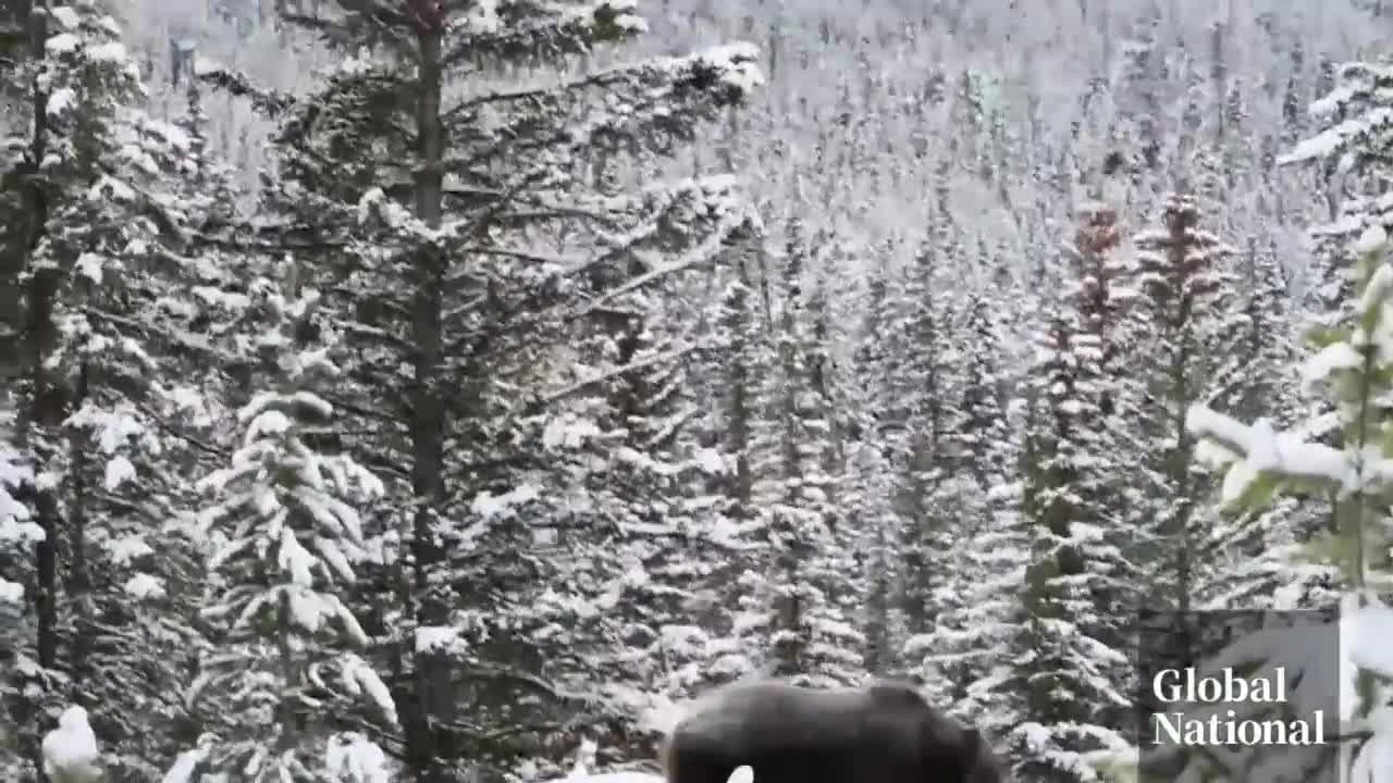 Don't mess with _The Boss__ a photographer's encounter with Banff's toughest grizzly bear