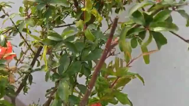 pomegranateannear plant #shorts #garden