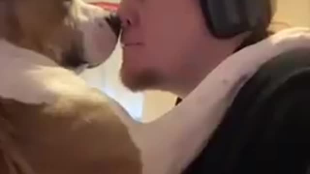 Super Funny Dog Videos