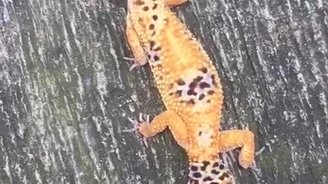 Lizard leopard gecko