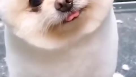 Cute small dog video