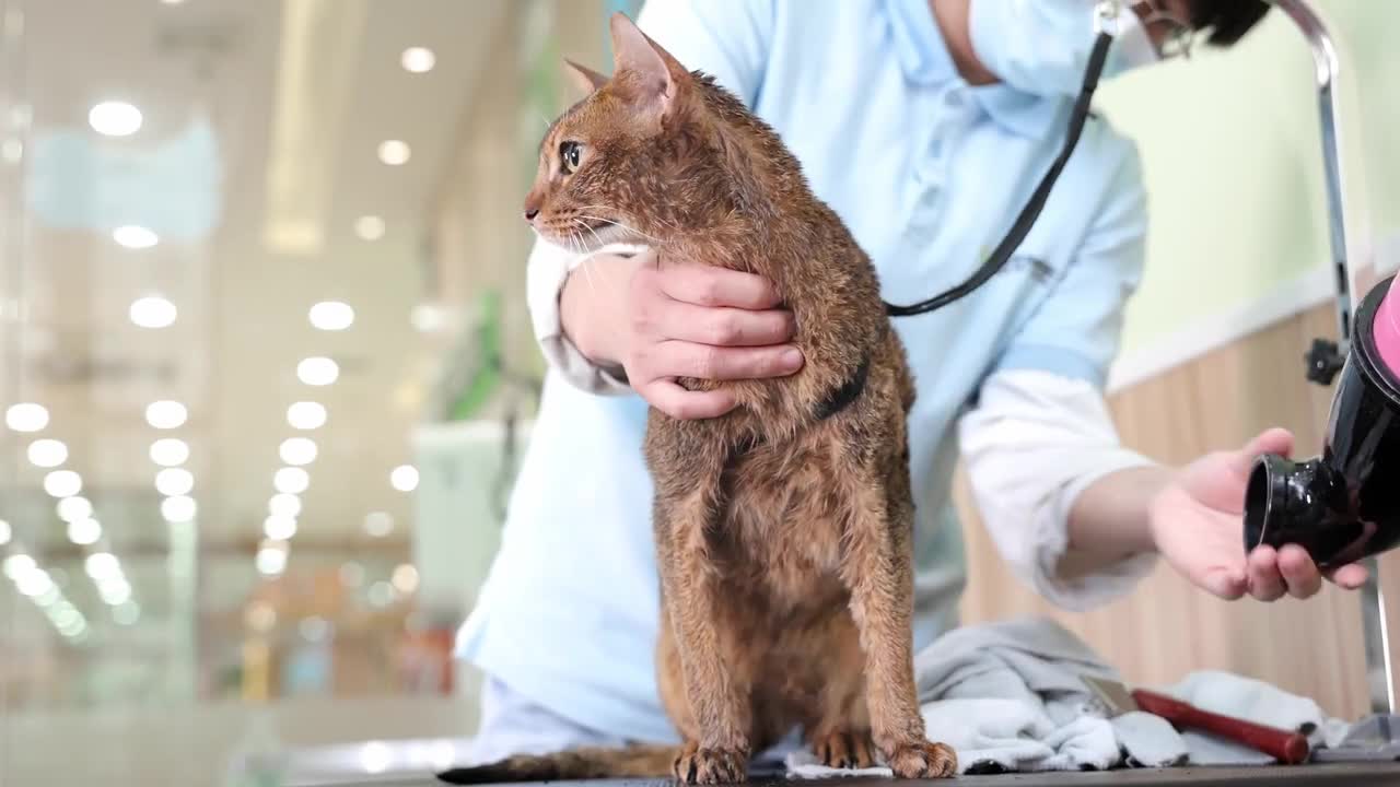 Bathing the cat