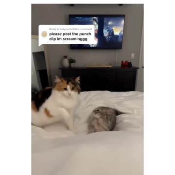 Cats funny video
