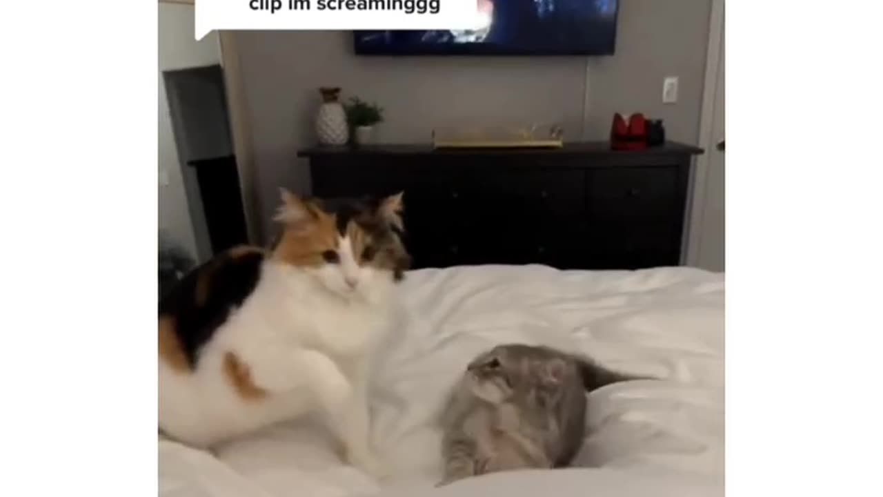 Cats funny video