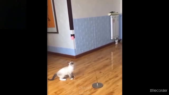 Funny cat and dog scene