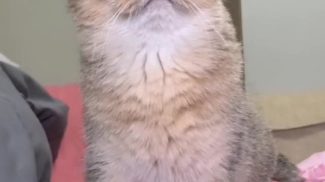 What is the kitten looking at? Why are you staring?
