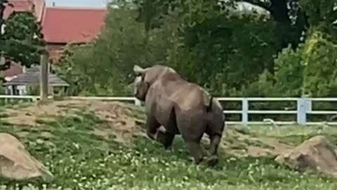 Look at the rhino's butt (2)