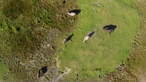 4K Latvian Nature, Airview - Amazing Landscapes from the Height of Bird's Flight - Short Preview