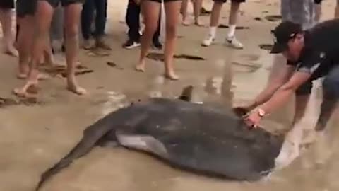 Australian men caught a stingray