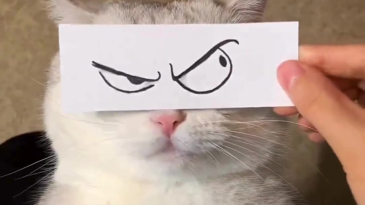 Funny cats