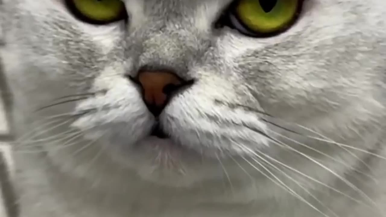 Cat video