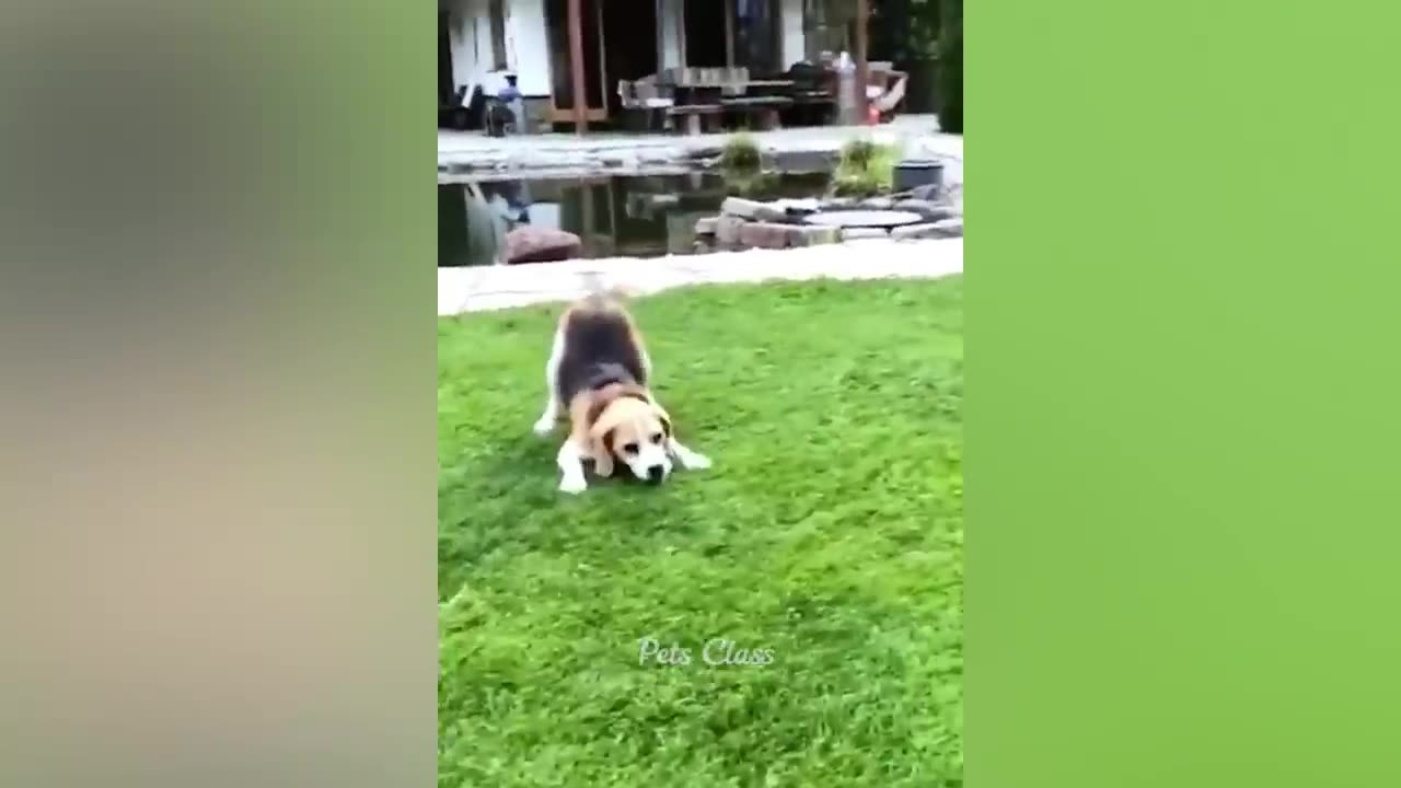 Funny Animal Videos of 2023