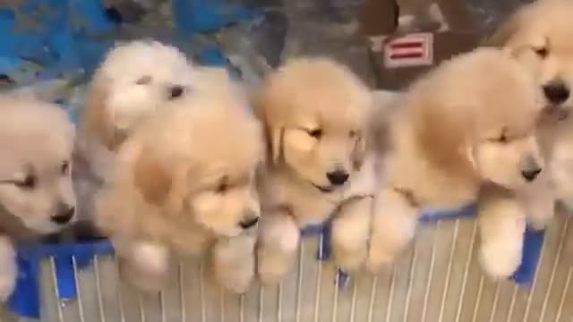 You're In Love With Cute Puppies