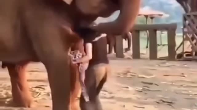 The elephant