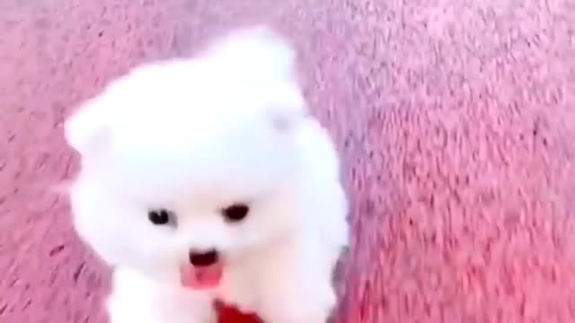 cute & funny dog -funny dog #shorts