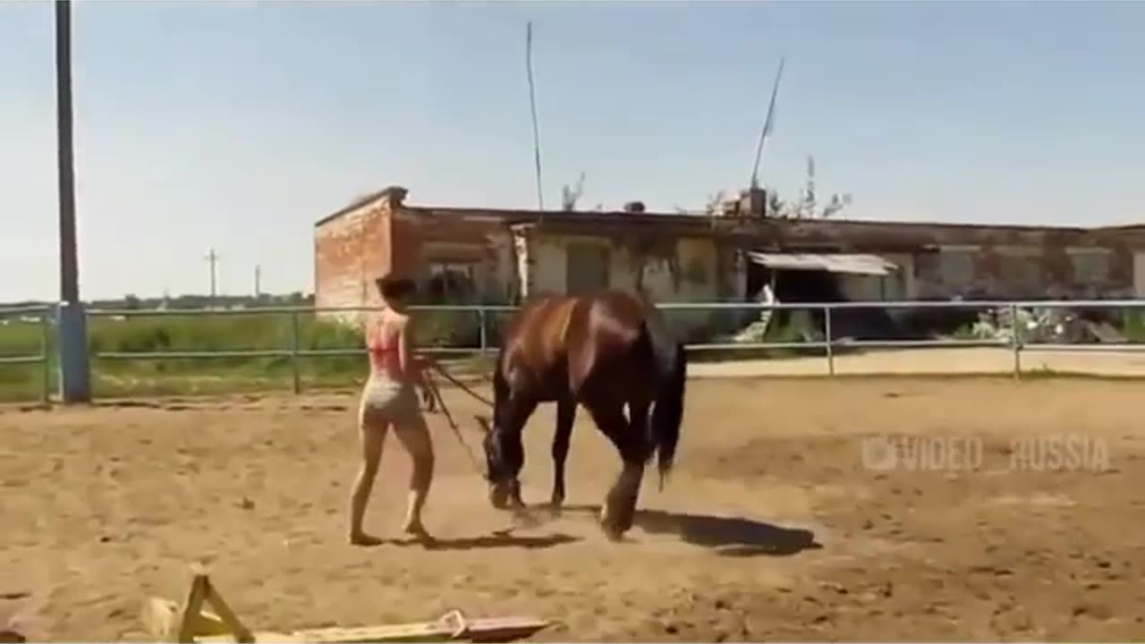 Horse